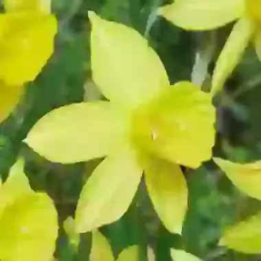 Yellow Sailboat